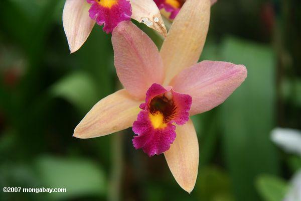 абрикос, пурпурный и желтый цветок орхидеи