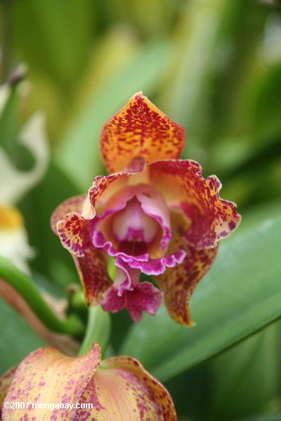 Aprikose und magenta-rot-beschmutzte Orchideeblume