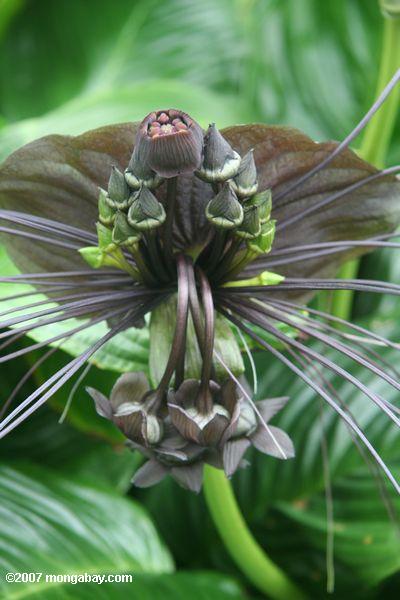 BAT цветок, tacca chantrieri