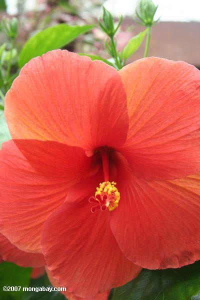 赤オレンジ色のハイビスカスの花