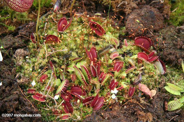 Pièges rouges de mouche de Venus (muscipula de Dionaea)