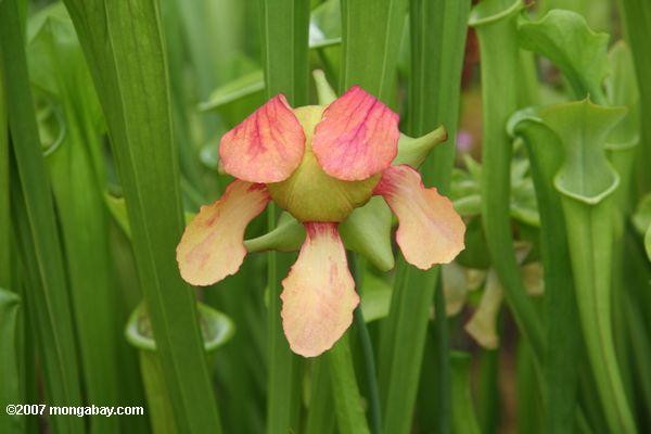 Blüte einer Sarracenia Kannenpflanze