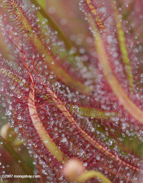 Nahaufnahme auf den Blättern und den tentacles des roten Sundew (Drosera Capensis)