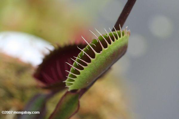 Geschlossene Schnellfalle der Form des Venus Fliege Blockier (Dionaea muscipula) die südöstlichen Vereinigten Staaten