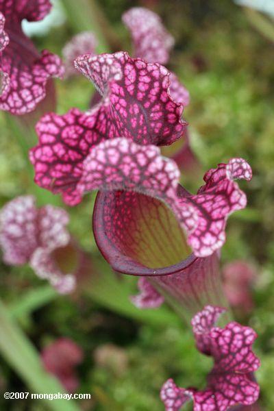 Fuchsia-farbiges Sarracenia (?) Trompetebetrieb