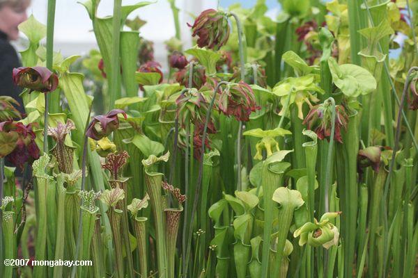 Varias plantas de Sarraceniatrumpet en el invernadero de San Francisco de flores