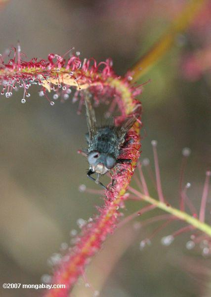 летать, оказавшихся в красном росянка (drosera capensis), хищные растения