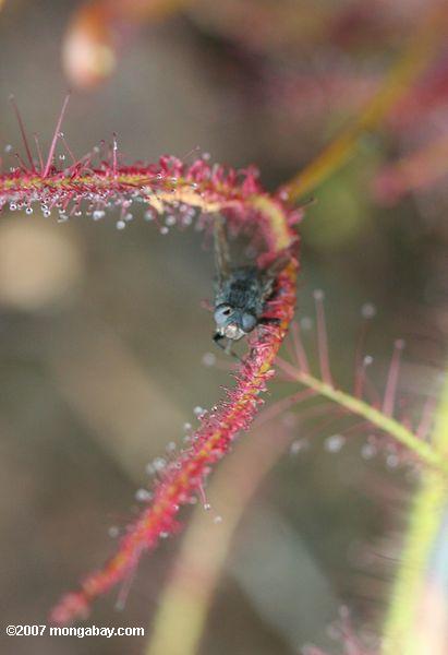 Fliege verfing sich in den klebrigen tentacles eines roten sundew (Drosera Capensis)