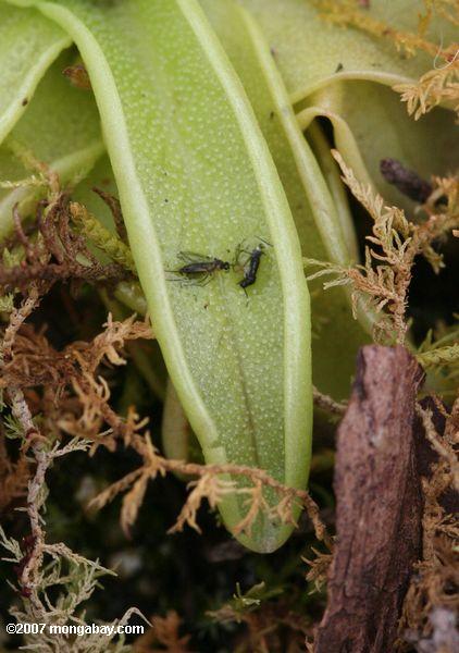 Espèces de bladderwort de Pinguicula avec les insectes emprisonnés