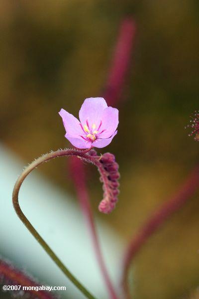 ピングイキュラタヌキモは、肉食種の花