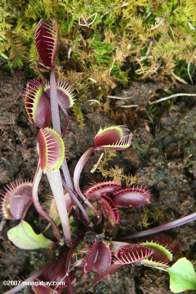 金星flytraps
