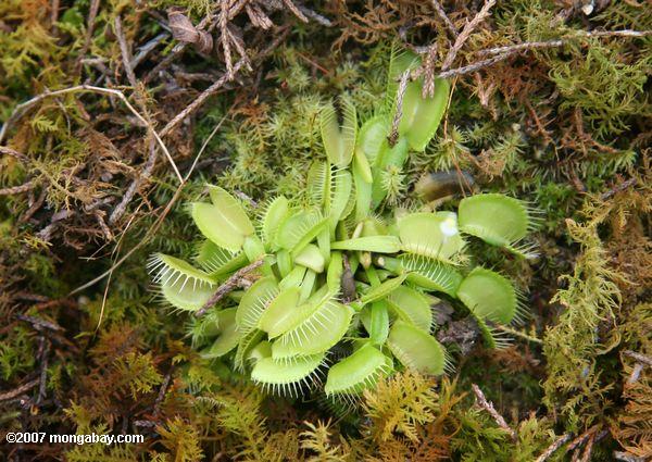 зеленый Венеры flytraps