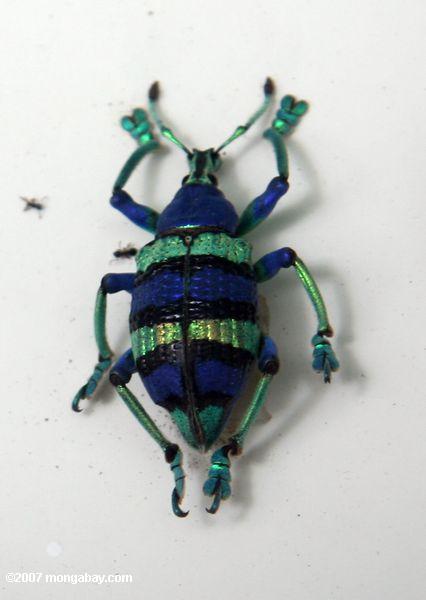藍青と青緑色の甲虫