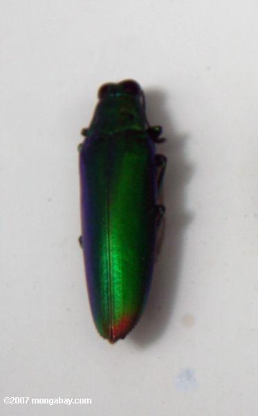 緑の甲虫