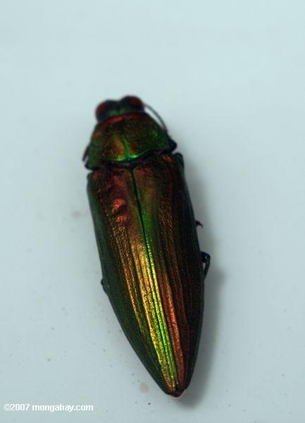 銅、金属製の緑の甲虫