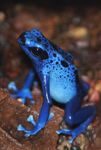 Blue poison dart frog (Dendrobates azureus)