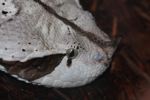 Gaboon viper (Bitis gabonica)