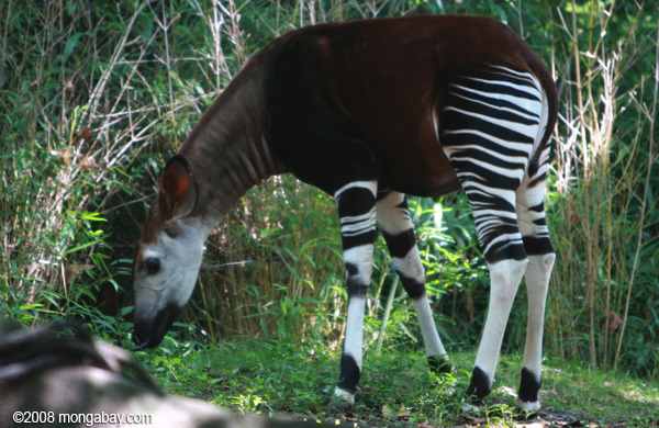 Militia massacres rangers, 13 endangered okapi at Congo wildlife reserve