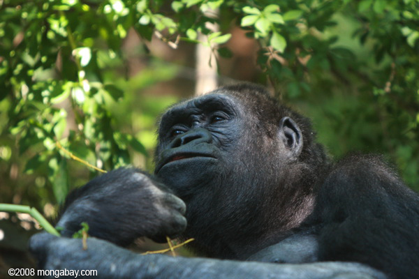 Western Lowland Gorilla (Gorilla gorilla gorilla). Photo by Rhett A. Butler / mongabay.com