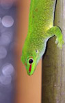 Giant day gecko (Phelsuma grandis)