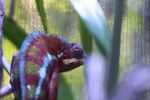 Red panther chameleon (Furcifer pardalis) (male)