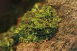 Vietnamese mossy frog (Theloderma corticale)
