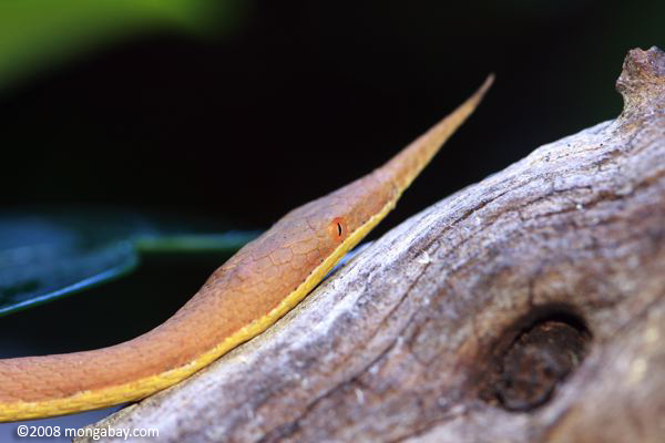 Madagascar leaf-nosed snake (Langaha madagascariensis). As its name suggests, this species is only found on the island of Madagascar. Photo by: Rhett A. Butler.