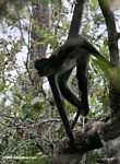 Spider monkey hanging in a tree