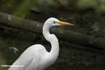 Great egret (Casmendius albus) (Local name in Belize - Gallin garza]