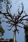 Bromeliad-laden limbs of a giant Kapok tree at Tikal