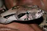 Boa constrictor (known as wowla in Belizean / local name)