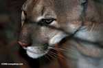Cougar (Puma concolor) [Local name: red tiger]