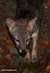 Gray fox (Urocyon cinerea argentieus) [local name - Zorro]