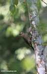 Golden-fronted Woodpecker (Melanerpes aurifrons)