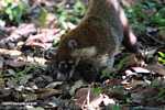 Coati rooting through leaf litter in search of food