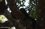 Black howler resting in a tree