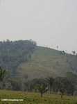 Clear-cutting for cattle pasture in Guatemala