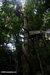 Liana wrapped around a rainforest canopy tree