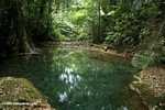 Rainforest pool on a creek near ATM cave