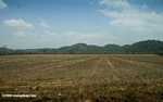 Rainforest land cleared for an orange orchard or cattle pasture