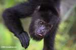 Black Howler Monkey (Alouatta pigra)