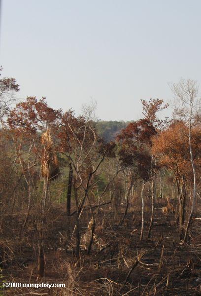 Slash-and-burn agriculture in Peten, Guatemala
