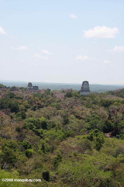 Mayan ruins of Tikal protruding from the rainforest
