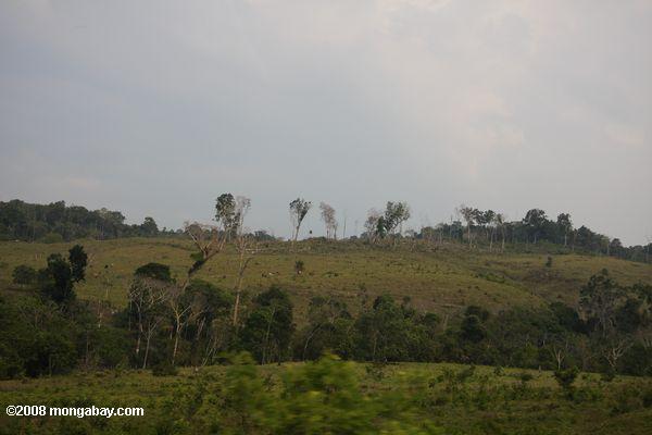 Landscape deforested for cattle pasture