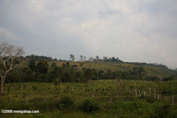 Landscape deforested for cattle pasture