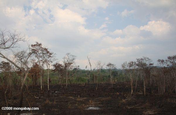 Burned savanna in Guatemala. The country committed to restoring 1.2 million hectares. Photo by: Rhett A. Butler.