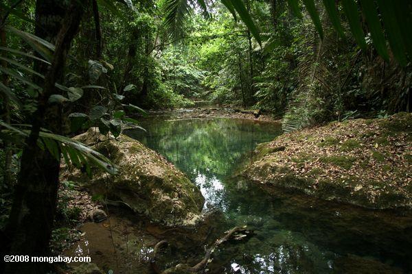 Jungle in Belize. New research finds Belize has been drying out for over a century, likely due to pollution from burning fossil fuels in the northern hemisphere which has left to a shift in the a vital precipitation belt along the equator. Photo by: Rhett A. Butler.