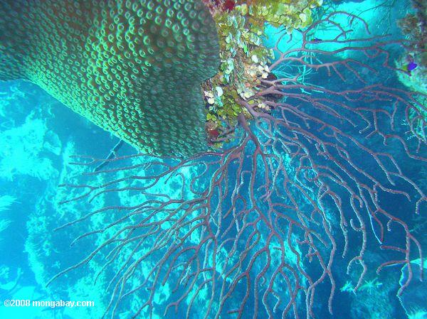 Fan coral off the coast of Belize. Photo by: Rhett A. Butler.
