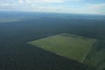 Clearing of Amazon forest for pasture or soy