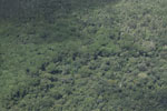 Cerrado-rainforest transition zone